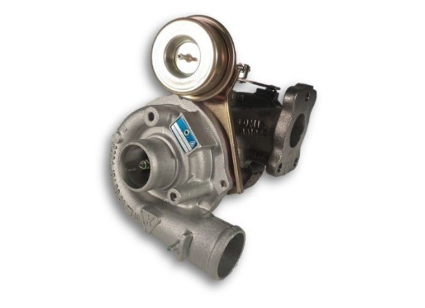 RDZEŃ KORAS CHRA GTCHRA-0520